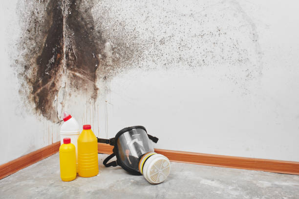 Best Local Mold Removal Service  in Harrisonville, MO