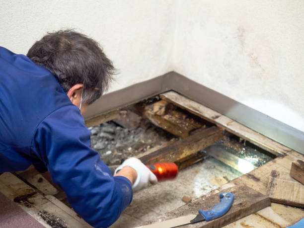 Best Certified Mold Removal  in Harrisonville, MO
