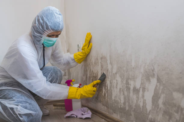 Best Residential Mold Removal  in Harrisonville, MO