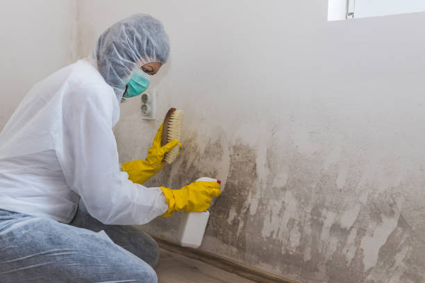 Best Residential Mold Removal  in Harrisonville, MO