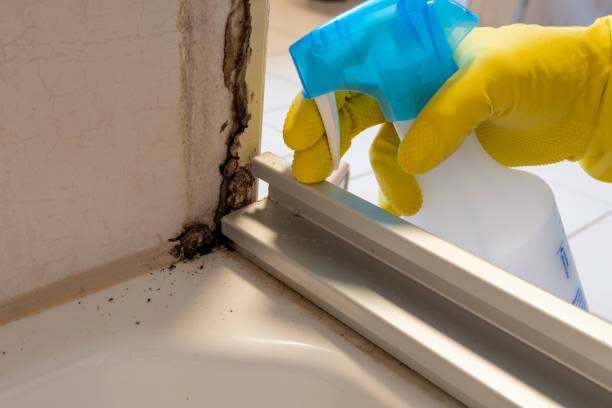 Mold Removal Process in Harrisonville, MO