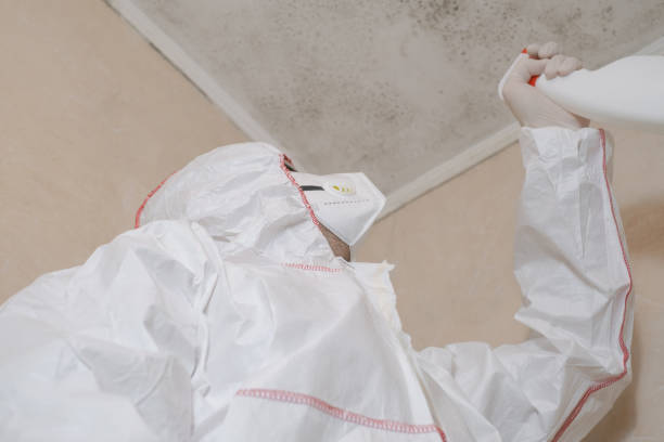 Best Best Mold Removal Companies  in Harrisonville, MO