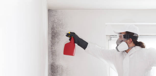 Best Same-Day Mold Removal  in Harrisonville, MO