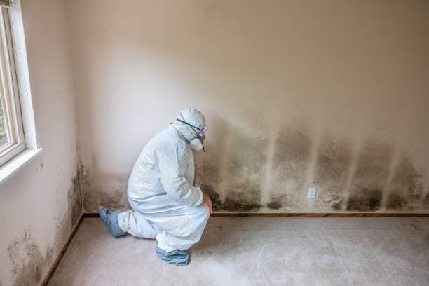 Best Mold Remediation  in Harrisonville, MO