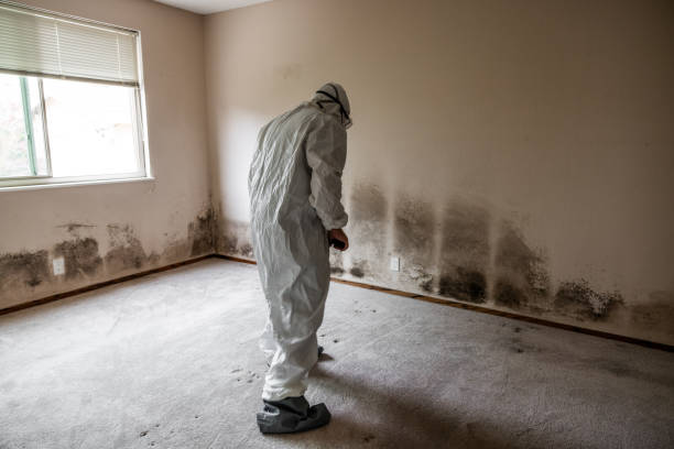 Best Commercial Mold Removal  in Harrisonville, MO
