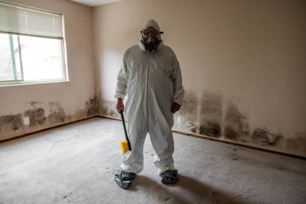 Best Mold Cleaning Services  in Harrisonville, MO