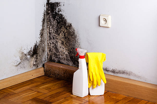 Trusted Harrisonville, MO Mold Removal Experts