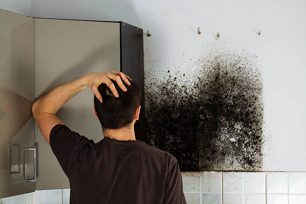 Best Mold Testing  in Harrisonville, MO