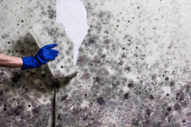 Best Attic Mold Removal  in Harrisonville, MO