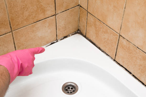 Best Mold Remediation  in Harrisonville, MO