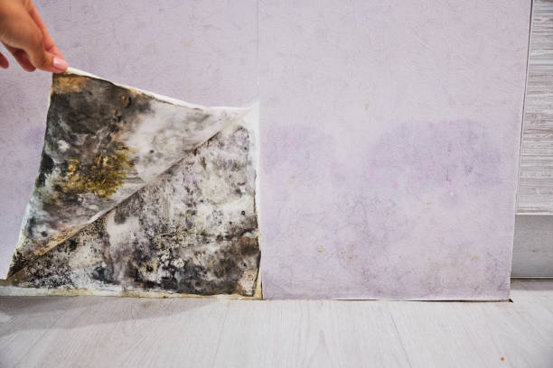Best Best Mold Removal Companies  in Harrisonville, MO